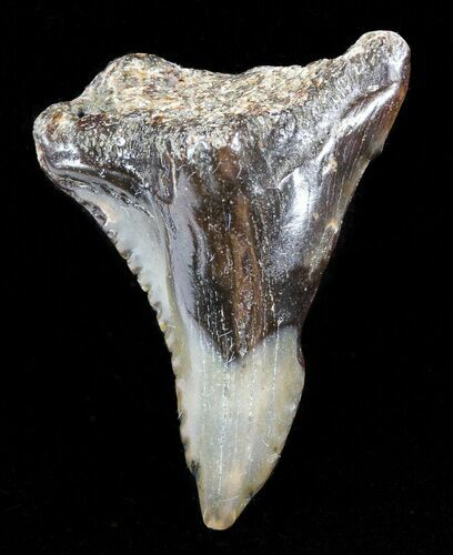 Colorful, Hemipristis Shark Tooth Fossil - Virginia #50049